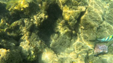 Balık. Balıklar. Mercan kayalıkları. Su altındaki mercan resiflerinde renkli yaşam. Renkli Tropikal Balıklar ve Deniz Hayatı. Sazlıktaki mercan kayalıklarında bir sürü balık var..