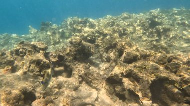 Balık. Balıklar. Mercan kayalıkları. Su altındaki mercan resiflerinde renkli yaşam. Renkli Tropikal Balıklar ve Deniz Hayatı. Sazlıktaki mercan kayalıklarında bir sürü balık var..