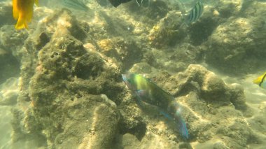 Balık. Balıklar. Mercan kayalıkları. Su altındaki mercan resiflerinde renkli yaşam. Renkli Tropikal Balıklar ve Deniz Hayatı. Sazlıktaki mercan kayalıklarında bir sürü balık var..