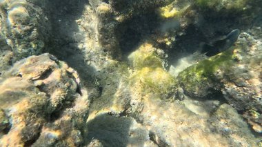 Balık. Balıklar. Mercan kayalıkları. Su altındaki mercan resiflerinde renkli yaşam. Renkli Tropikal Balıklar ve Deniz Hayatı. Sazlıktaki mercan kayalıklarında bir sürü balık var..