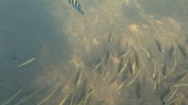 Balık. Balıklar. Mercan kayalıkları. Su altındaki mercan resiflerinde renkli yaşam. Renkli Tropikal Balıklar ve Deniz Hayatı. Sazlıktaki mercan kayalıklarında bir sürü balık var..