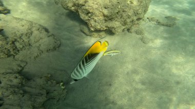 Balık. Balıklar. Mercan kayalıkları. Su altındaki mercan resiflerinde renkli yaşam. Renkli Tropikal Balıklar ve Deniz Hayatı. Sazlıktaki mercan kayalıklarında bir sürü balık var..