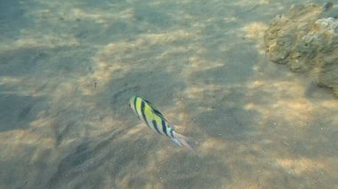 Balık. Balıklar. Mercan kayalıkları. Su altındaki mercan resiflerinde renkli yaşam. Renkli Tropikal Balıklar ve Deniz Hayatı. Sazlıktaki mercan kayalıklarında bir sürü balık var..