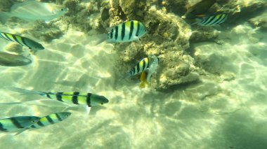 Balık. Balıklar. Mercan kayalıkları. Su altındaki mercan resiflerinde renkli yaşam. Renkli Tropikal Balıklar ve Deniz Hayatı. Sazlıktaki mercan kayalıklarında bir sürü balık var..