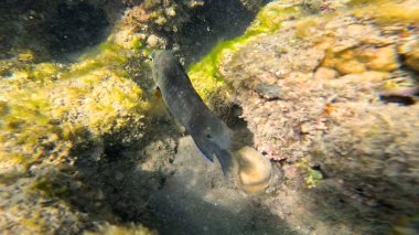 Balık. Balıklar. Mercan kayalıkları. Su altındaki mercan resiflerinde renkli yaşam. Renkli Tropikal Balıklar ve Deniz Hayatı. Sazlıktaki mercan kayalıklarında bir sürü balık var..