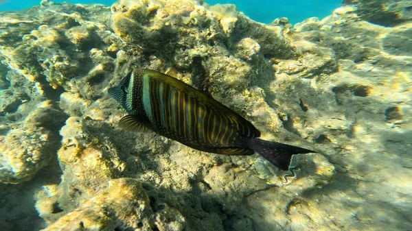 Balık. Balıklar. Mercan kayalıkları. Su altındaki mercan resiflerinde renkli yaşam. Renkli Tropikal Balıklar ve Deniz Hayatı. Sazlıktaki mercan kayalıklarında bir sürü balık var..