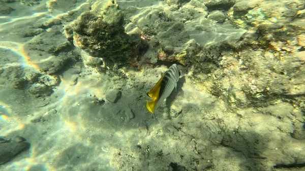 Balık. Balıklar. Mercan kayalıkları. Su altındaki mercan resiflerinde renkli yaşam. Renkli Tropikal Balıklar ve Deniz Hayatı. Sazlıktaki mercan kayalıklarında bir sürü balık var..