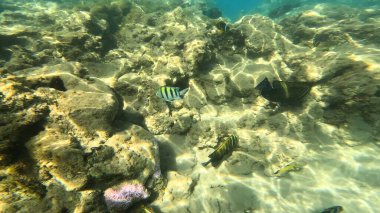 Balık. Balıklar. Mercan kayalıkları. Su altındaki mercan resiflerinde renkli yaşam. Renkli Tropikal Balıklar ve Deniz Hayatı. Sazlıktaki mercan kayalıklarında bir sürü balık var..