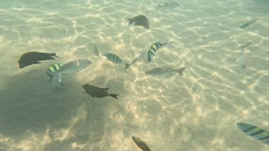 Balık. Balıklar. Mercan kayalıkları. Su altındaki mercan resiflerinde renkli yaşam. Renkli Tropikal Balıklar ve Deniz Hayatı. Sazlıktaki mercan kayalıklarında bir sürü balık var..