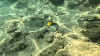 Balık. Balıklar. Mercan kayalıkları. Su altındaki mercan resiflerinde renkli yaşam. Renkli Tropikal Balıklar ve Deniz Hayatı. Sazlıktaki mercan kayalıklarında bir sürü balık var..