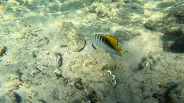 Balık. Balıklar. Mercan kayalıkları. Su altındaki mercan resiflerinde renkli yaşam. Renkli Tropikal Balıklar ve Deniz Hayatı. Sazlıktaki mercan kayalıklarında bir sürü balık var..