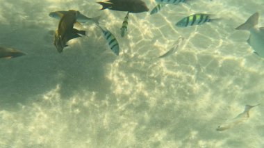 Balık. Balıklar. Mercan kayalıkları. Su altındaki mercan resiflerinde renkli yaşam. Renkli Tropikal Balıklar ve Deniz Hayatı. Sazlıktaki mercan kayalıklarında bir sürü balık var..