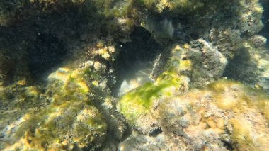 Balık. Balıklar. Mercan kayalıkları. Su altındaki mercan resiflerinde renkli yaşam. Renkli Tropikal Balıklar ve Deniz Hayatı. Sazlıktaki mercan kayalıklarında bir sürü balık var..