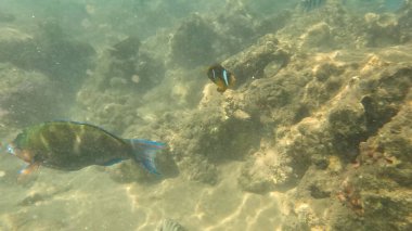 Balık. Balıklar. Mercan kayalıkları. Su altındaki mercan resiflerinde renkli yaşam. Renkli Tropikal Balıklar ve Deniz Hayatı. Sazlıktaki mercan kayalıklarında bir sürü balık var..