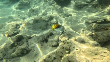 Balık. Balıklar. Mercan kayalıkları. Su altındaki mercan resiflerinde renkli yaşam. Renkli Tropikal Balıklar ve Deniz Hayatı. Sazlıktaki mercan kayalıklarında bir sürü balık var..