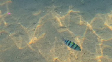 Balık. Balıklar. Mercan kayalıkları. Su altındaki mercan resiflerinde renkli yaşam. Renkli Tropikal Balıklar ve Deniz Hayatı. Sazlıktaki mercan kayalıklarında bir sürü balık var..