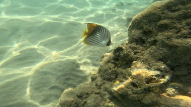 Balık. Balıklar. Mercan kayalıkları. Su altındaki mercan resiflerinde renkli yaşam. Renkli Tropikal Balıklar ve Deniz Hayatı. Sazlıktaki mercan kayalıklarında bir sürü balık var..