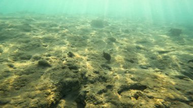 Balık. Balıklar. Mercan kayalıkları. Su altındaki mercan resiflerinde renkli yaşam. Renkli Tropikal Balıklar ve Deniz Hayatı. Sazlıktaki mercan kayalıklarında bir sürü balık var..