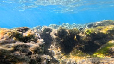 Balık. Balıklar. Mercan kayalıkları. Su altındaki mercan resiflerinde renkli yaşam. Renkli Tropikal Balıklar ve Deniz Hayatı. Sazlıktaki mercan kayalıklarında bir sürü balık var..