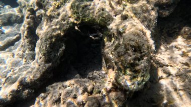 Balık. Balıklar. Mercan kayalıkları. Su altındaki mercan resiflerinde renkli yaşam. Renkli Tropikal Balıklar ve Deniz Hayatı. Sazlıktaki mercan kayalıklarında bir sürü balık var..