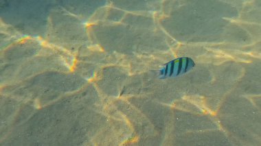 Balık. Balıklar. Mercan kayalıkları. Su altındaki mercan resiflerinde renkli yaşam. Renkli Tropikal Balıklar ve Deniz Hayatı. Sazlıktaki mercan kayalıklarında bir sürü balık var..