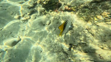 Balık. Balıklar. Mercan kayalıkları. Su altındaki mercan resiflerinde renkli yaşam. Renkli Tropikal Balıklar ve Deniz Hayatı. Sazlıktaki mercan kayalıklarında bir sürü balık var..