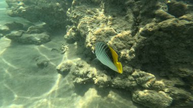 Balık. Balıklar. Mercan kayalıkları. Su altındaki mercan resiflerinde renkli yaşam. Renkli Tropikal Balıklar ve Deniz Hayatı. Sazlıktaki mercan kayalıklarında bir sürü balık var..