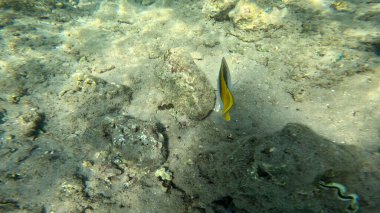 Balık. Balıklar. Mercan kayalıkları. Su altındaki mercan resiflerinde renkli yaşam. Renkli Tropikal Balıklar ve Deniz Hayatı. Sazlıktaki mercan kayalıklarında bir sürü balık var..