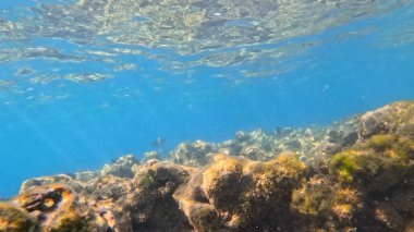 Balık. Balıklar. Mercan kayalıkları. Su altındaki mercan resiflerinde renkli yaşam. Renkli Tropikal Balıklar ve Deniz Hayatı. Sazlıktaki mercan kayalıklarında bir sürü balık var..