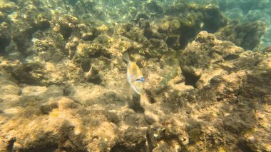 Balık. Balıklar. Mercan kayalıkları. Su altındaki mercan resiflerinde renkli yaşam. Renkli Tropikal Balıklar ve Deniz Hayatı. Sazlıktaki mercan kayalıklarında bir sürü balık var..