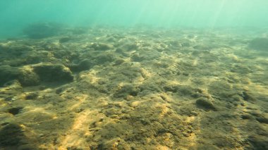 Balık. Balıklar. Mercan kayalıkları. Su altındaki mercan resiflerinde renkli yaşam. Renkli Tropikal Balıklar ve Deniz Hayatı. Sazlıktaki mercan kayalıklarında bir sürü balık var..