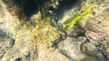 Balık. Balıklar. Mercan kayalıkları. Su altındaki mercan resiflerinde renkli yaşam. Renkli Tropikal Balıklar ve Deniz Hayatı. Sazlıktaki mercan kayalıklarında bir sürü balık var..