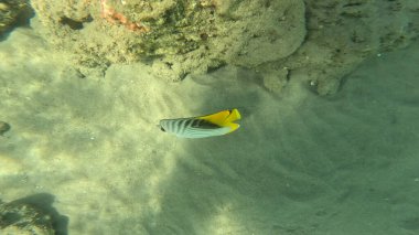 Balık. Balıklar. Mercan kayalıkları. Su altındaki mercan resiflerinde renkli yaşam. Renkli Tropikal Balıklar ve Deniz Hayatı. Sazlıktaki mercan kayalıklarında bir sürü balık var..