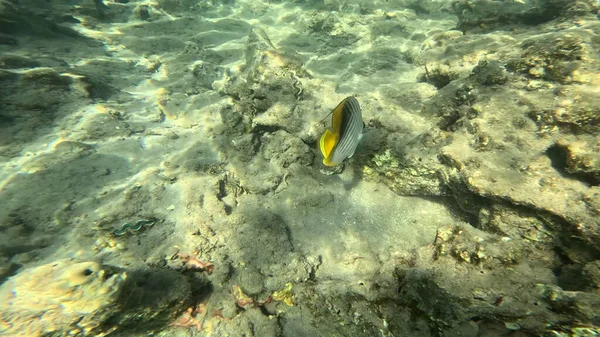 Balık. Balıklar. Mercan kayalıkları. Su altındaki mercan resiflerinde renkli yaşam. Renkli Tropikal Balıklar ve Deniz Hayatı. Sazlıktaki mercan kayalıklarında bir sürü balık var..