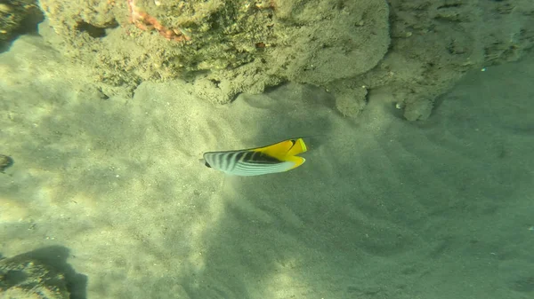 Balık. Balıklar. Mercan kayalıkları. Su altındaki mercan resiflerinde renkli yaşam. Renkli Tropikal Balıklar ve Deniz Hayatı. Sazlıktaki mercan kayalıklarında bir sürü balık var..
