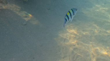 Balık. Balıklar. Mercan kayalıkları. Su altındaki mercan resiflerinde renkli yaşam. Renkli Tropikal Balıklar ve Deniz Hayatı. Sazlıktaki mercan kayalıklarında bir sürü balık var..