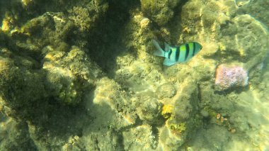 Balık. Balıklar. Mercan kayalıkları. Su altındaki mercan resiflerinde renkli yaşam. Renkli Tropikal Balıklar ve Deniz Hayatı. Sazlıktaki mercan kayalıklarında bir sürü balık var..