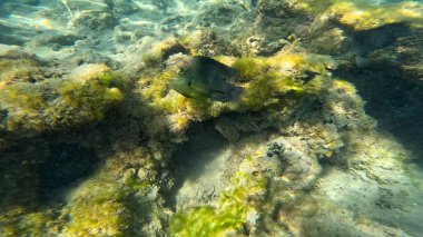 Balık. Balıklar. Mercan kayalıkları. Su altındaki mercan resiflerinde renkli yaşam. Renkli Tropikal Balıklar ve Deniz Hayatı. Sazlıktaki mercan kayalıklarında bir sürü balık var..
