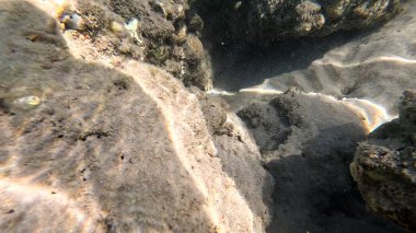 Balık. Balıklar. Mercan kayalıkları. Su altındaki mercan resiflerinde renkli yaşam. Renkli Tropikal Balıklar ve Deniz Hayatı. Sazlıktaki mercan kayalıklarında bir sürü balık var..