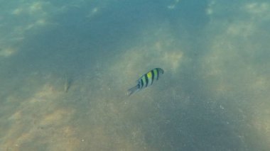 Balık. Balıklar. Mercan kayalıkları. Su altındaki mercan resiflerinde renkli yaşam. Renkli Tropikal Balıklar ve Deniz Hayatı. Sazlıktaki mercan kayalıklarında bir sürü balık var..