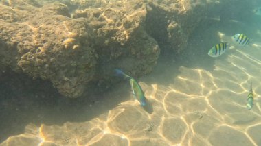 Balık. Balıklar. Mercan kayalıkları. Su altındaki mercan resiflerinde renkli yaşam. Renkli Tropikal Balıklar ve Deniz Hayatı. Sazlıktaki mercan kayalıklarında bir sürü balık var..
