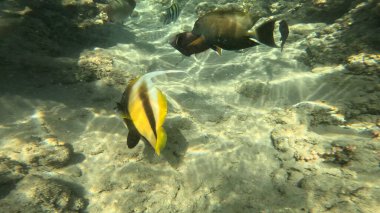 Balık. Balıklar. Mercan kayalıkları. Su altındaki mercan resiflerinde renkli yaşam. Renkli Tropikal Balıklar ve Deniz Hayatı. Sazlıktaki mercan kayalıklarında bir sürü balık var..