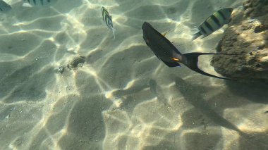 Balık. Balıklar. Mercan kayalıkları. Su altındaki mercan resiflerinde renkli yaşam. Renkli Tropikal Balıklar ve Deniz Hayatı. Sazlıktaki mercan kayalıklarında bir sürü balık var..