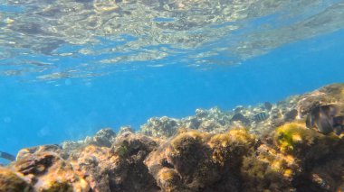 Balık. Balıklar. Mercan kayalıkları. Su altındaki mercan resiflerinde renkli yaşam. Renkli Tropikal Balıklar ve Deniz Hayatı. Sazlıktaki mercan kayalıklarında bir sürü balık var..