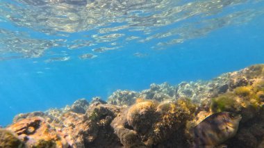 Balık. Balıklar. Mercan kayalıkları. Su altındaki mercan resiflerinde renkli yaşam. Renkli Tropikal Balıklar ve Deniz Hayatı. Sazlıktaki mercan kayalıklarında bir sürü balık var..
