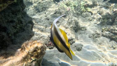 Balık. Balıklar. Mercan kayalıkları. Su altındaki mercan resiflerinde renkli yaşam. Renkli Tropikal Balıklar ve Deniz Hayatı. Sazlıktaki mercan kayalıklarında bir sürü balık var..