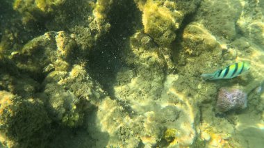 Balık. Balıklar. Mercan kayalıkları. Su altındaki mercan resiflerinde renkli yaşam. Renkli Tropikal Balıklar ve Deniz Hayatı. Sazlıktaki mercan kayalıklarında bir sürü balık var..