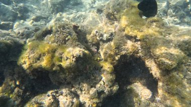 Balık. Balıklar. Mercan kayalıkları. Su altındaki mercan resiflerinde renkli yaşam. Renkli Tropikal Balıklar ve Deniz Hayatı. Sazlıktaki mercan kayalıklarında bir sürü balık var..