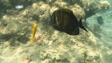 Balık. Balıklar. Mercan kayalıkları. Su altındaki mercan resiflerinde renkli yaşam. Renkli Tropikal Balıklar ve Deniz Hayatı. Sazlıktaki mercan kayalıklarında bir sürü balık var..