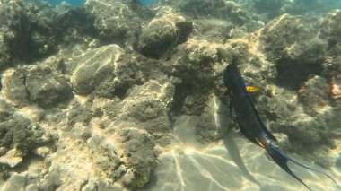 Balık. Balıklar. Mercan kayalıkları. Su altındaki mercan resiflerinde renkli yaşam. Renkli Tropikal Balıklar ve Deniz Hayatı. Sazlıktaki mercan kayalıklarında bir sürü balık var..